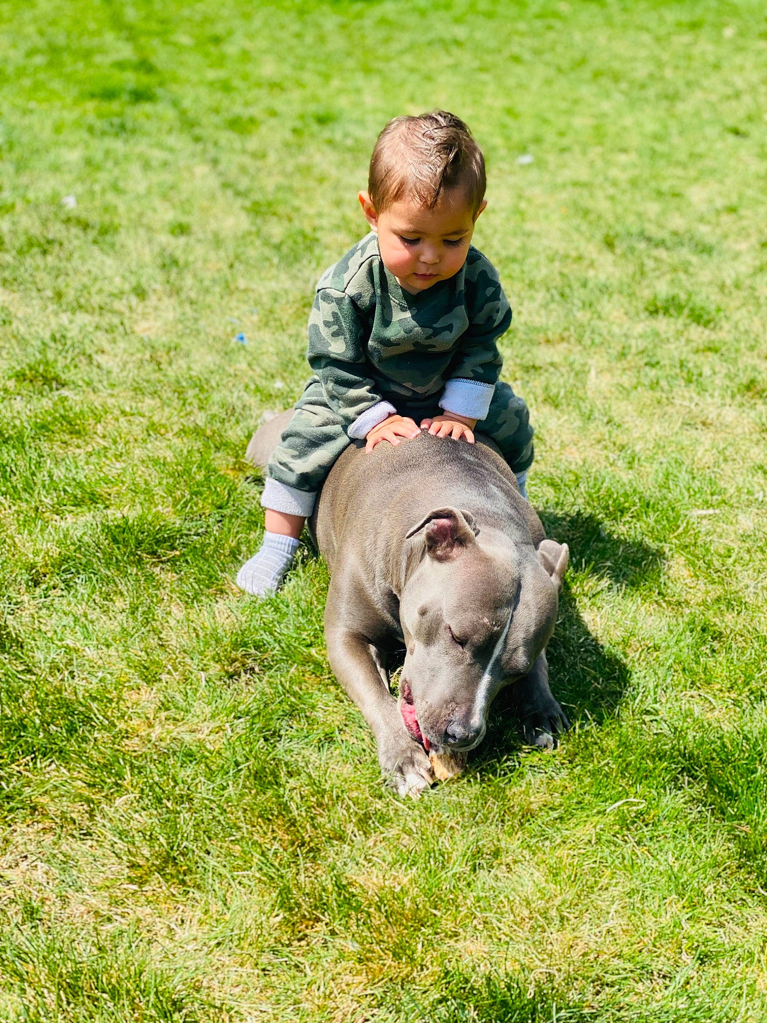 Easton joined the competition — help win amazing prizes! canidae, companion_dog, dog_breed, fawn, grass, grass_family, grassland, groundcover, happy, lawn, livestock, meadow, pasture, people_in_nature, person, recreation, snout, sporting_group, terrestrial_animal, toddler