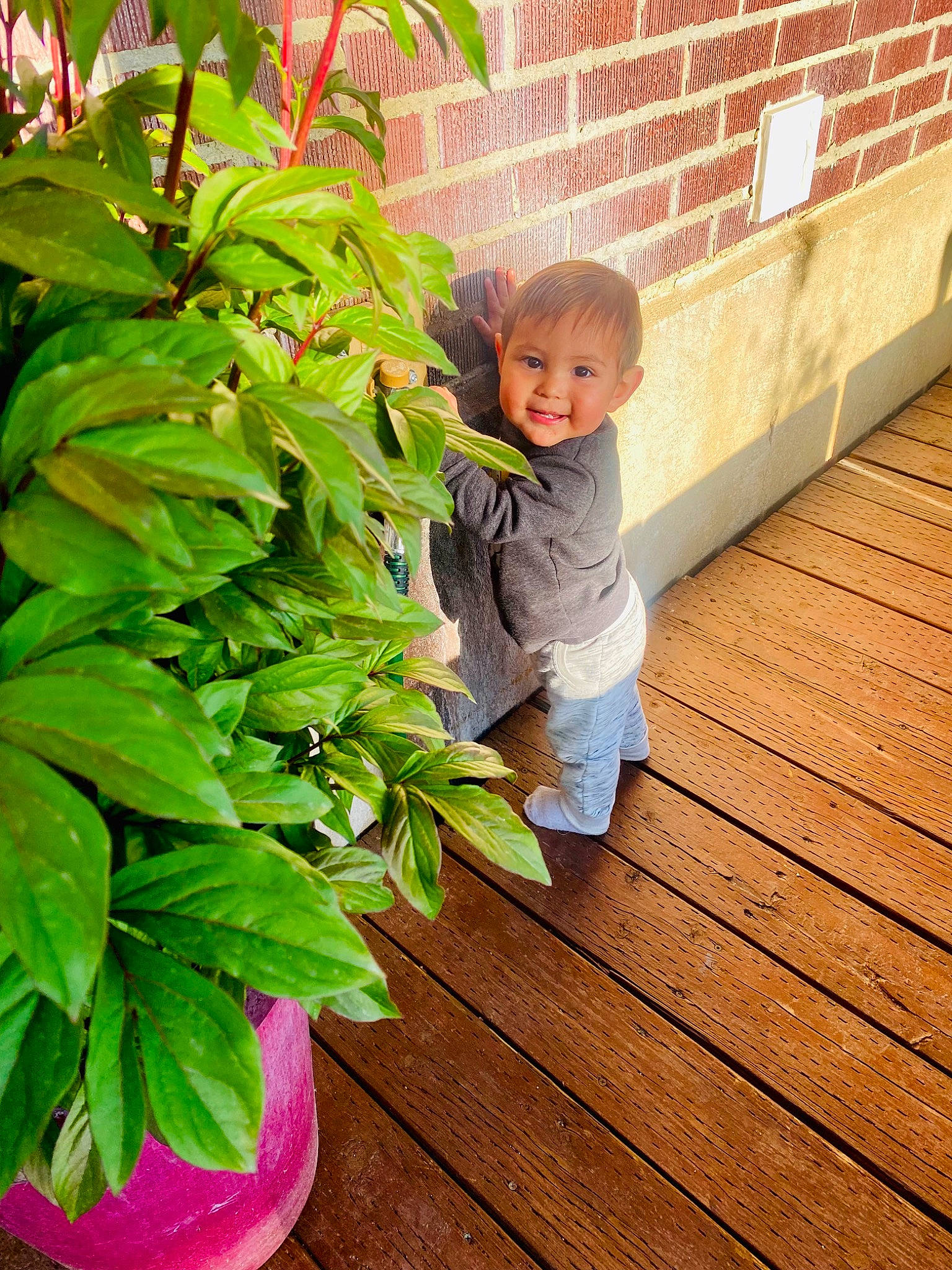 Easton joined the competition — help win amazing prizes! baby_toddler_clothing, brickwork, flooring, flowering_plant, flowerpot, garden, grass, groundcover, hardwood, herb, house, houseplant, joy, person, plant, shrub, smile, terrestrial_plant, toddler, varnish