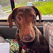 Roscoe joined the competition — help win amazing prizes! dog, brown_dog, indoor, couch, pillows, blanket, window, greenery, pets, animal, collar, tag, close_up, curious, face, ears, sitting, relaxed, home, daylight