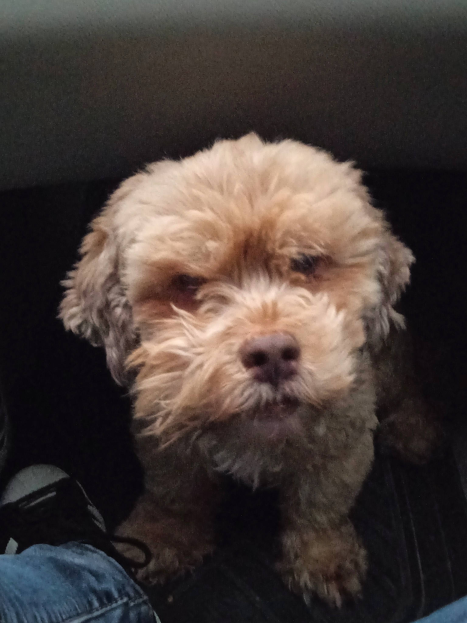 Gamin participe au concours pour gagner de l'argent avec cette photo : canidae, carnivore, companion_dog, dog, dog_breed, fur, labradoodle, liver, mal_shi, maltepoo, puppy_love, shih_poo, small_terrier, snout, sporting_group, terrier, toy_dog, water_dog, working_animal, yorkipoo