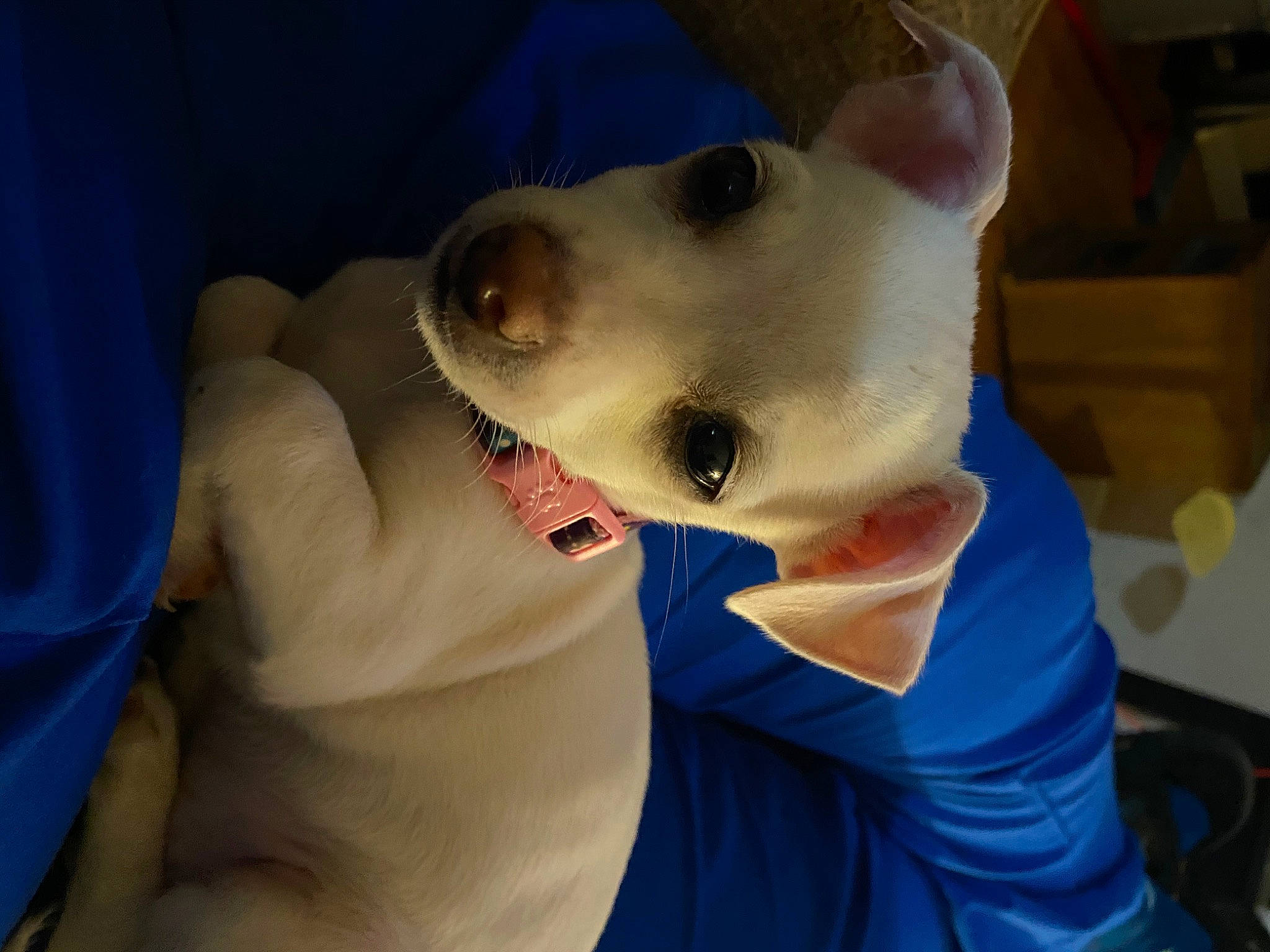 Roxy is registered to the contest to win money with this photo: bull_terrier_miniature, canidae, carnivore, dog, dog_breed, ear, feist, jaw, mammal, non_sporting_group, nose, snout