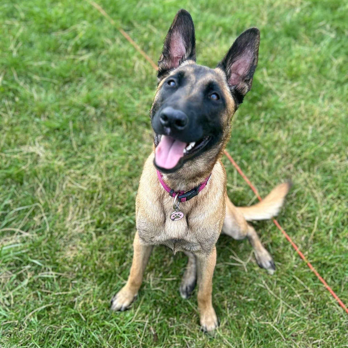 Reika a rejoint le concours — aidez-le/la à gagner de superbes lots ! accessories, animal, canine, dog, field, germanshepherd, grass, grassland, green, lawn, leash, nature, outdoors, pet, plant, policedog, puppy, strap, tree, yard