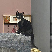 Chaussette a rejoint le concours — aidez-le/la à gagner de superbes lots ! cat, black_and_white_cat, couch, furniture, plush_toy, kitchen_utensils, indoor, wall, sitting, looking, tail, curious, cozy, home, decor, texture, gray, soft_lighting, background, pet