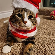 Casper is registered to the contest to win money with this photo: cat, tabby, pet, animal, santa_hat, holiday, christmas, carpet, indoor, cute, feline, whiskers, paws, fur, mammal, domestic, cozy, closeup, portrait, festive