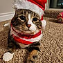 cat, tabby, pet, animal, santa_hat, holiday, christmas, carpet, indoor, cute, feline, whiskers, paws, fur, mammal, domestic, cozy, closeup, portrait, festive