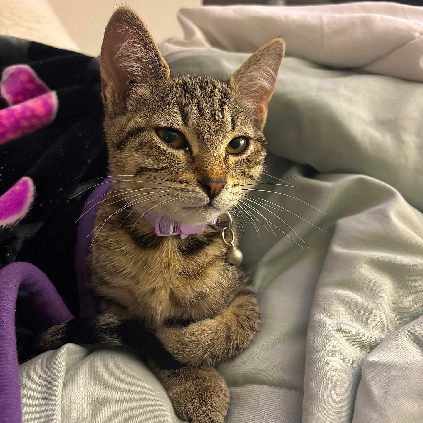 Cleo is registered to the contest to win money with this photo: abyssinian, animal, bed, blanket, cat, couch, cushion, furniture, harness, homedecor, kitten, linen, manx, person, pet, quilt, siamese, sleeping