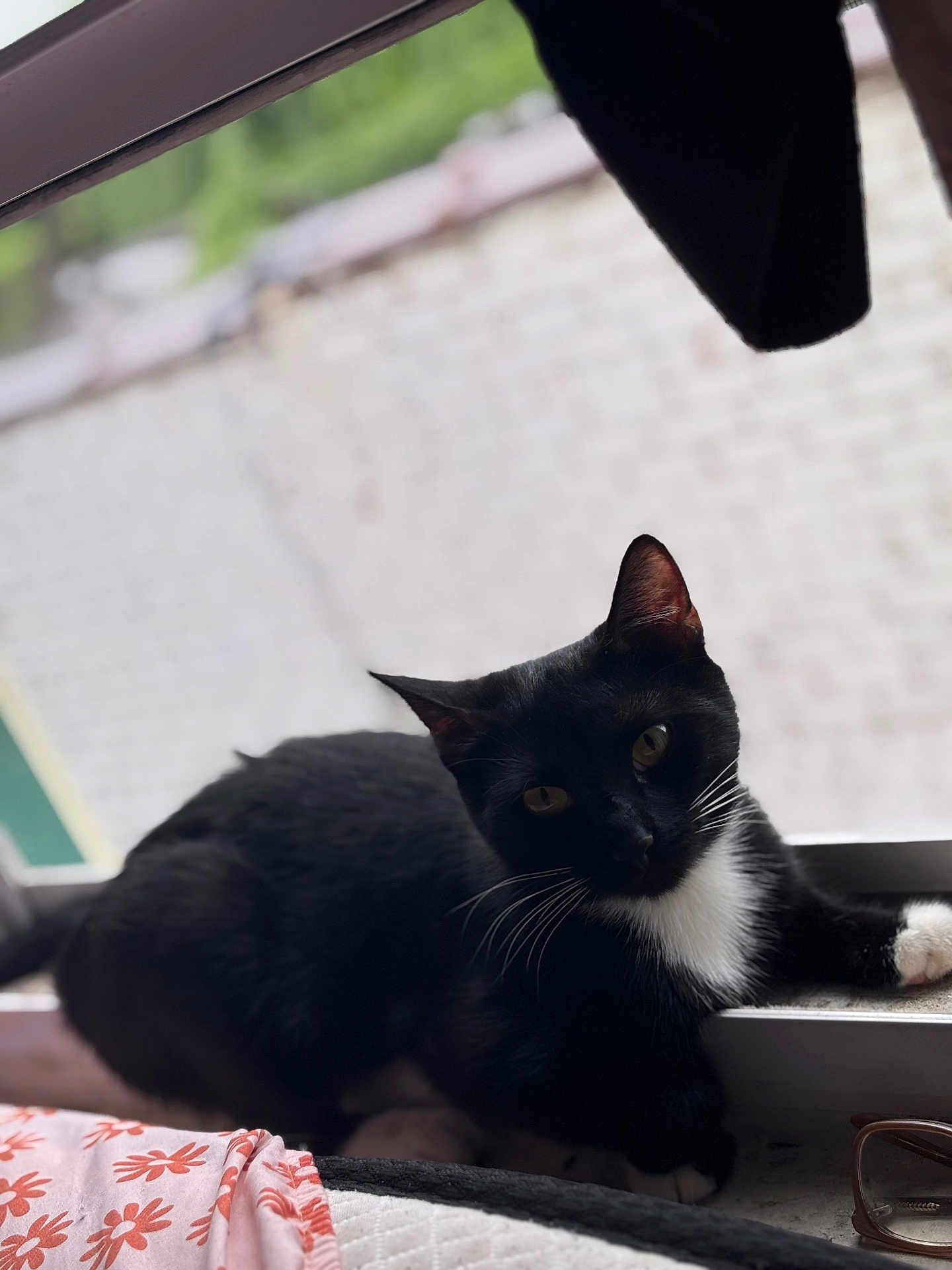 Wooshi joined the competition — help win amazing prizes! animal, black_cat, cat, close_up, curious, domestic_animal, fabric, feline, glasses, home, indoor, mammal, pattern, pet, relaxed, soft_focus, whiskers, white_fur, window, windowsill