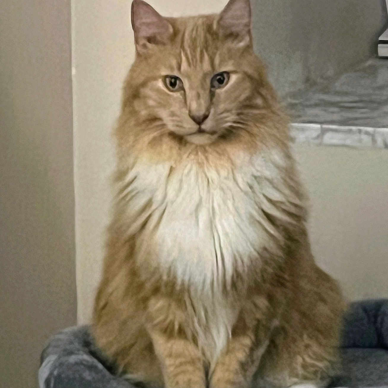 Leo joined the competition — help win amazing prizes! alert, animal, calm, cat, cozy, domestic_cat, ears_up, feline, fluffy_fur, furry, house_pet, indoor, looking_at_camera, orange_cat, pet_bed, portrait, sitting, soft_texture, whiskers, white_chest