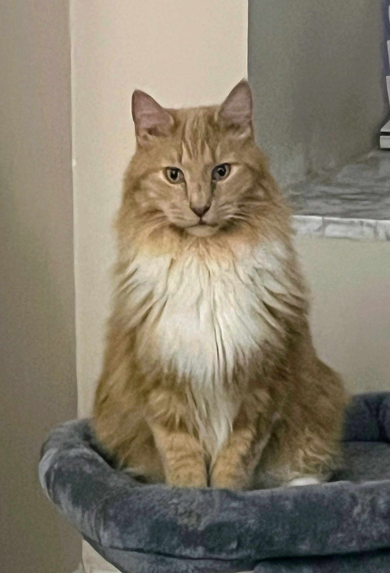 Leo
