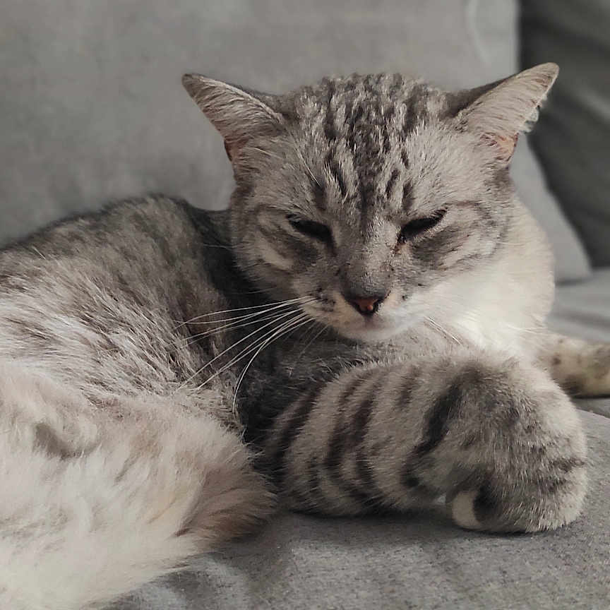 Meïcko a rejoint le concours — aidez-le/la à gagner de superbes lots ! animal, cat, close_up, couch, cozy, domestic_cat, feline, fur, gray_cat, home, indoor, lounging, paw, pet, relaxed, resting, sleepy, soft_furniture, tabby, whiskers