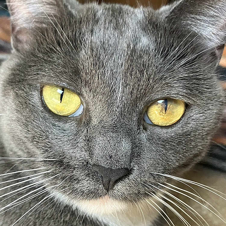 Kidden joined the competition — help win amazing prizes! alert, animal, cat, close_up, cute, domestic_cat, ears, face, feline, fur, gray_cat, indoor, looking, nose, pet, portrait, soft_fur, whiskers, whiskers_visible, yellow_eyes