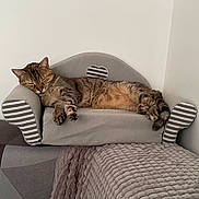 Câline participe au concours pour gagner de l'argent avec cette photo : cat, tabby_cat, sleeping, pet_sofa, gray, striped, heart, plush, furniture, cozy, indoor, blanket, bedroom, resting, cute, animal, fur, paw, tail, minimalist