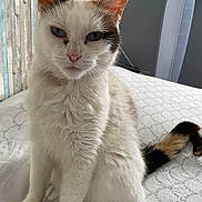 Shakira a rejoint le concours — aidez-le/la à gagner de superbes lots ! animal, bed, bedspread, blue_eyes, calm, cat, curtains, domestic, fan, feline, fur, household, indoor, looking_at_camera, paw, pet, sitting, tail, white_cat, window
