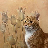 Bobinsky is registered to the contest to win money with this photo: cat, ginger, white, pet, animal, portrait, indoor, fur, whiskers, ears, face, wall, painting, flower, decor, background, looking, profile, calm, domestic