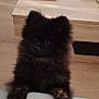puppy, dog, black_fur, fluffy, pet, indoors, wooden_table, decor, candle, christmas_decoration, cozy, cute, animal, fur, paws, curious, home, furniture, soft_surface, resting