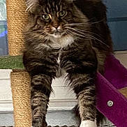 Opium a rejoint le concours — aidez-le/la à gagner de superbes lots ! animal, cat, claws, close_up, cute, domestic_animal, feline, fur, green_eyes, indoor, looking, mammal, pet, playful, portrait, resting, scratching_post, tabby_cat, whiskers, white_paws