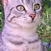 Arya participe au concours pour gagner de l'argent avec cette photo : alert, animal, cat, closeup, daylight, ears, eyes, feline, fur, grass, greenery, leaf, mammal, nature, outdoor, pet, portrait, relaxing, silver_tabby, whiskers