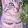 Arya