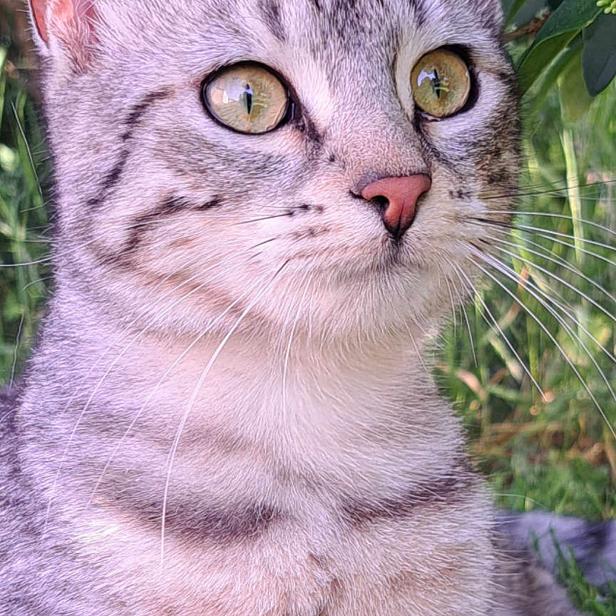 Arya