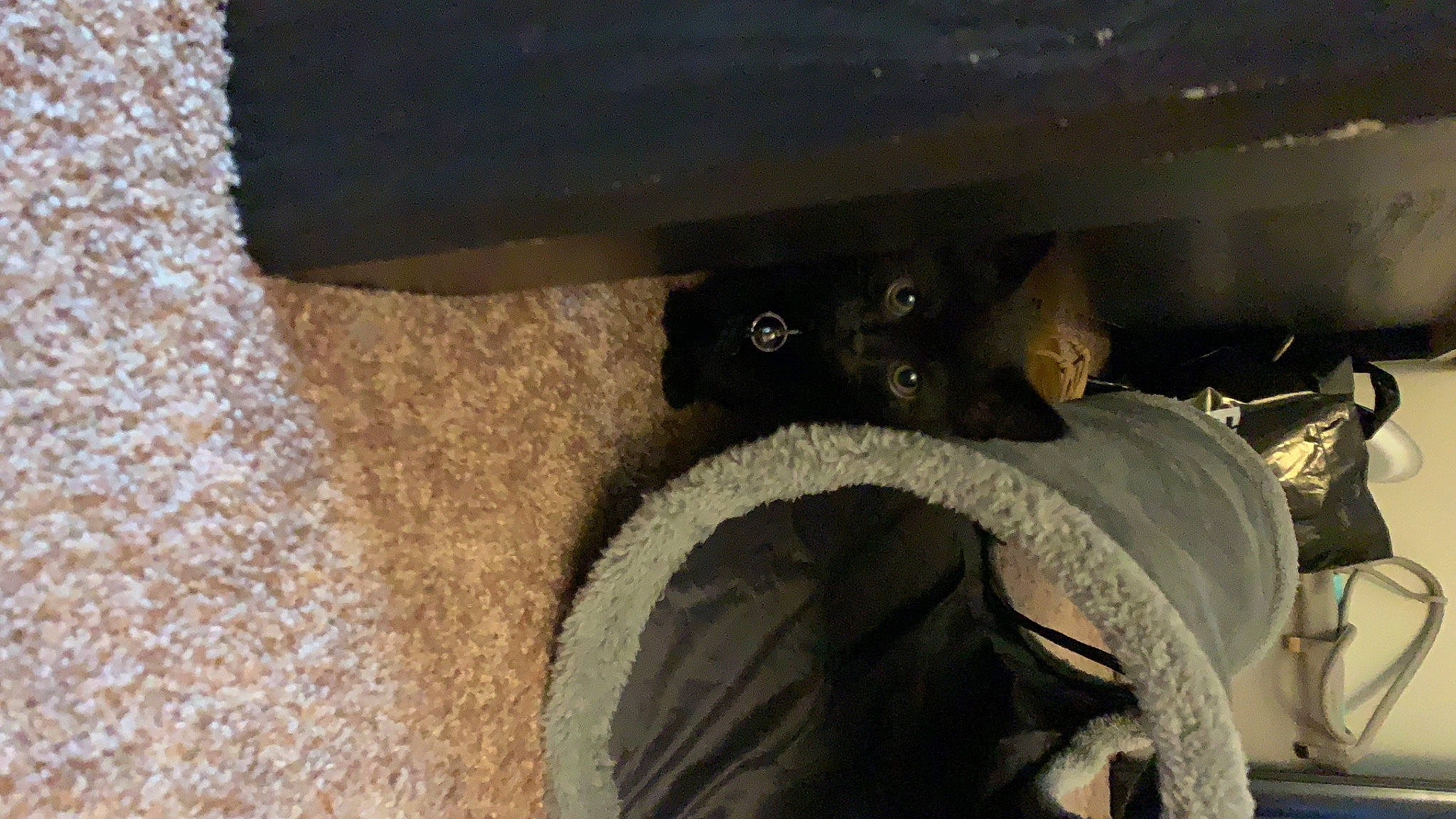 Haze joined the competition — help win amazing prizes! auto_part, automotive_exterior, automotive_tire, automotive_wheel_system, bumper, carnivore, cat, dog_breed, felidae, fender, hardwood, rim, small_to_medium_sized_cats, tail, tints_and_shades, tire, tread, vehicle_door, whiskers, wood