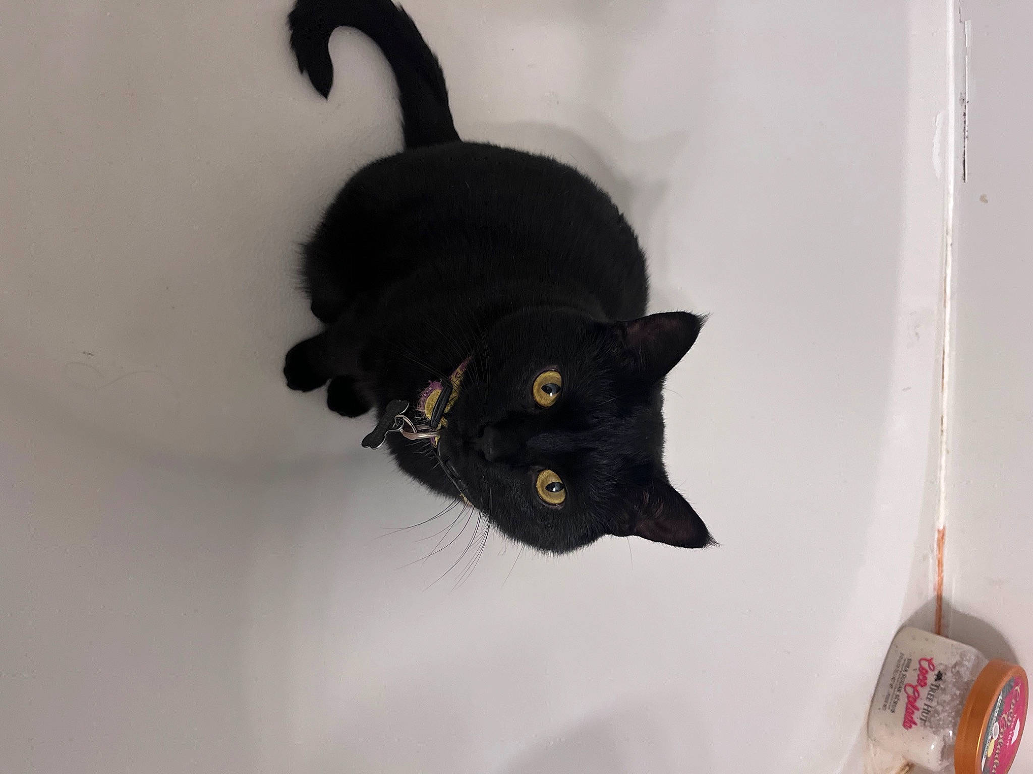 Haze joined the competition — help win amazing prizes! black_cat, bombay, carnivore, cat, cat_supply, domestic_short_haired_cat, felidae, fur, household_supply, room, small_to_medium_sized_cats, tail, terrestrial_animal, whiskers