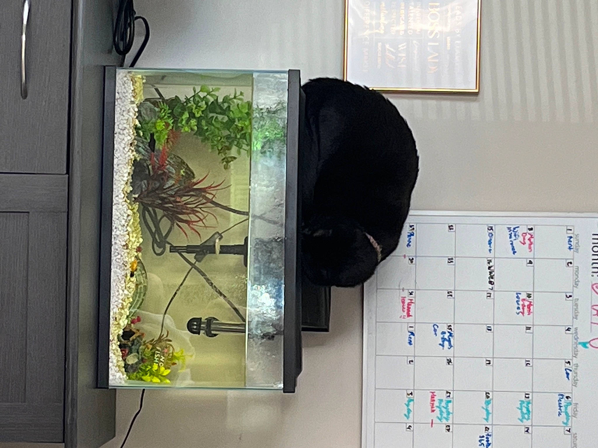 Haze joined the competition — help win amazing prizes! art, calendar, electronic_device, electronics, font, glass, handwriting, houseplant, indoor_games_and_sports, insect, machine, metal, number, organism, plant, rectangle, room, twig, visual_arts