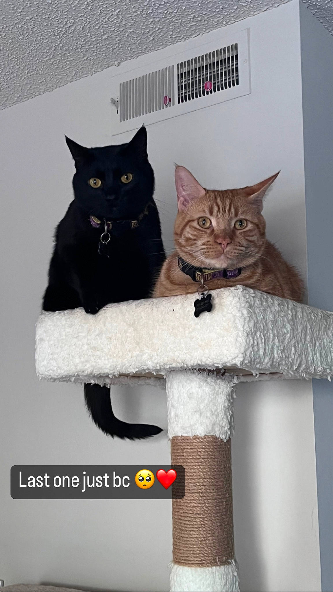 Haze joined the competition — help win amazing prizes! carnivore, cat, cat_supply, domestic_short_haired_cat, felidae, font, fur, grey, internet_meme, pedestal, pet_supply, rectangle, room, shelf, sitting, small_to_medium_sized_cats, tail, whiskers, window, wood