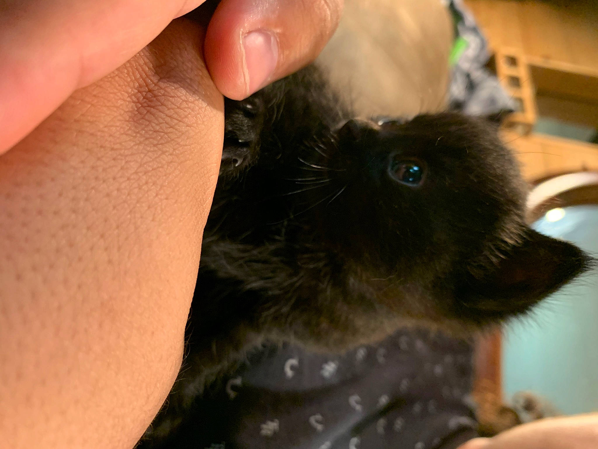 Haze joined the competition — help win amazing prizes! black_cat, carnivore, cat, claw, dog_breed, domestic_short_haired_cat, fawn, felidae, finger, foot, fur, gesture, liver, nail, paw, small_to_medium_sized_cats, snout, terrestrial_animal, whiskers, wrist