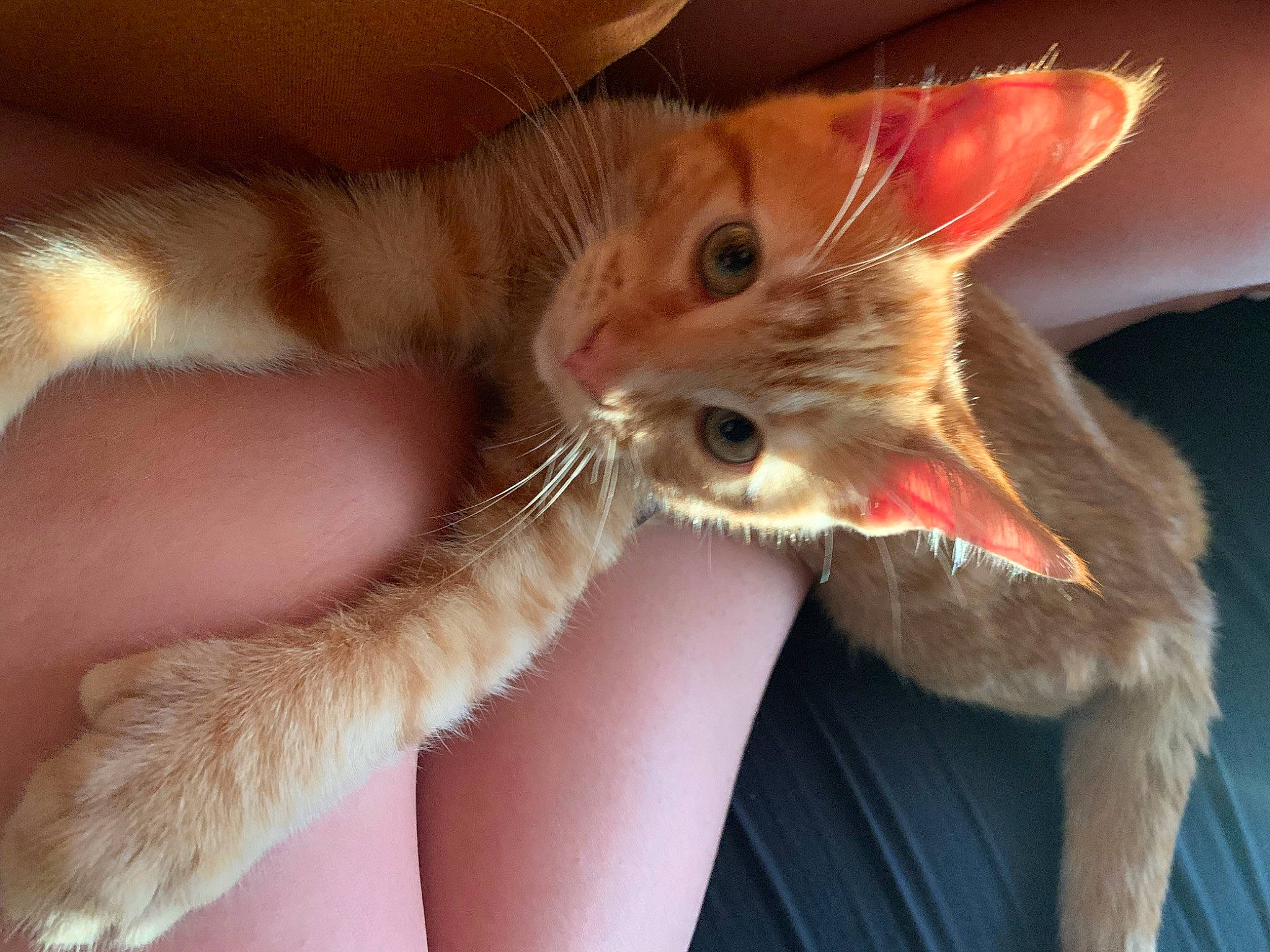 Peanut is registered to the contest to win money with this photo: carnivore, cat, claw, domestic_short_haired_cat, ear, fawn, felidae, foot, fur, gesture, human_leg, nail, paw, plant, small_to_medium_sized_cats, snout, tail, whiskers