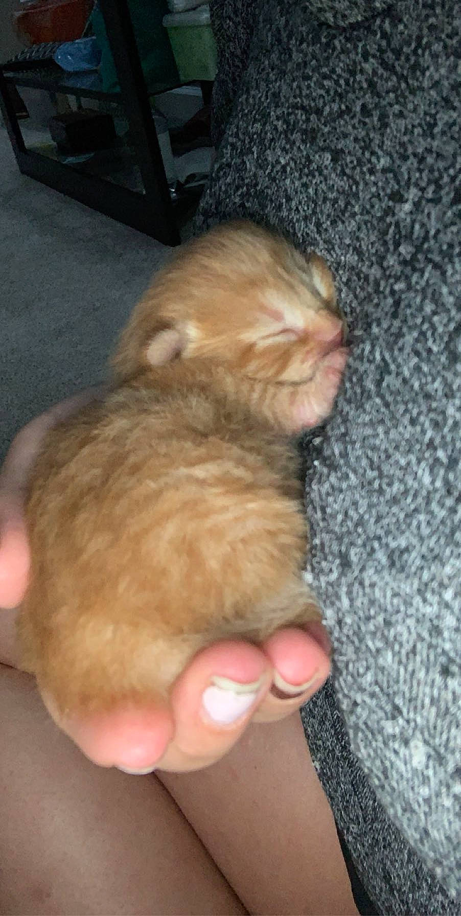 Peanut joined the competition — help win amazing prizes! carnivore, cat, claw, companion_dog, corgi_chihuahua, dog_breed, felidae, fur, liver, puppy, small_to_medium_sized_cats, tail, terrestrial_animal, whiskers