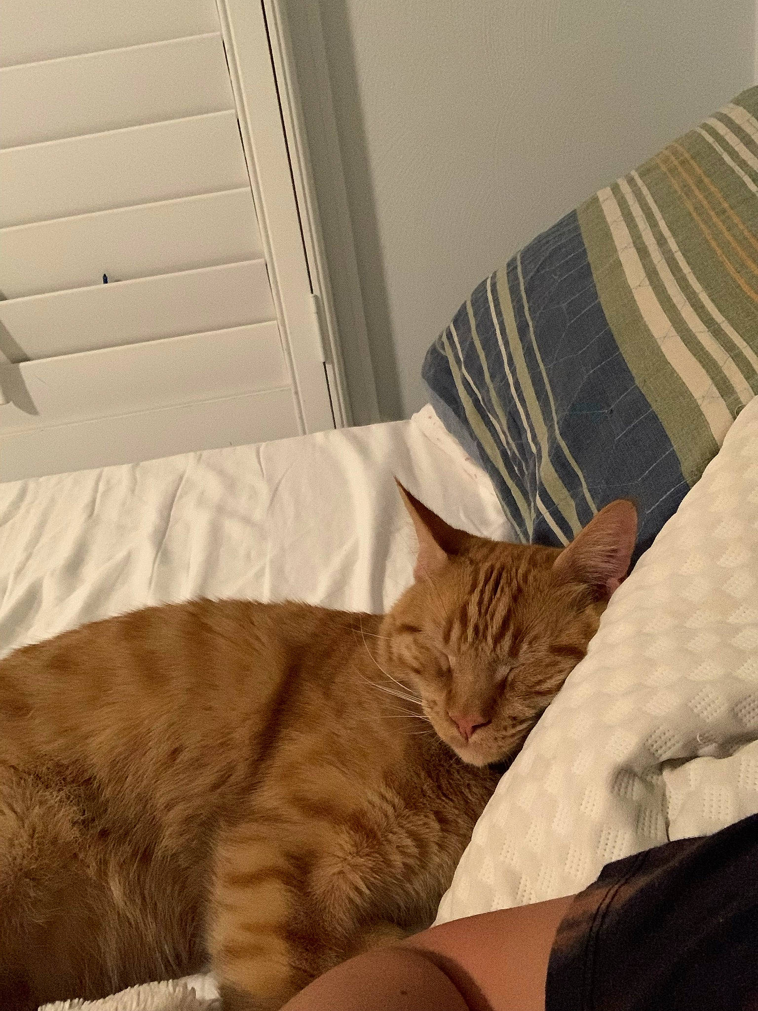 Peanut joined the competition — help win amazing prizes! bed, bedding, carnivore, cat, comfort, domestic_short_haired_cat, fawn, felidae, fur, hardwood, linens, paw, room, small_to_medium_sized_cats, snout, tail, terrestrial_animal, tree, whiskers, wood