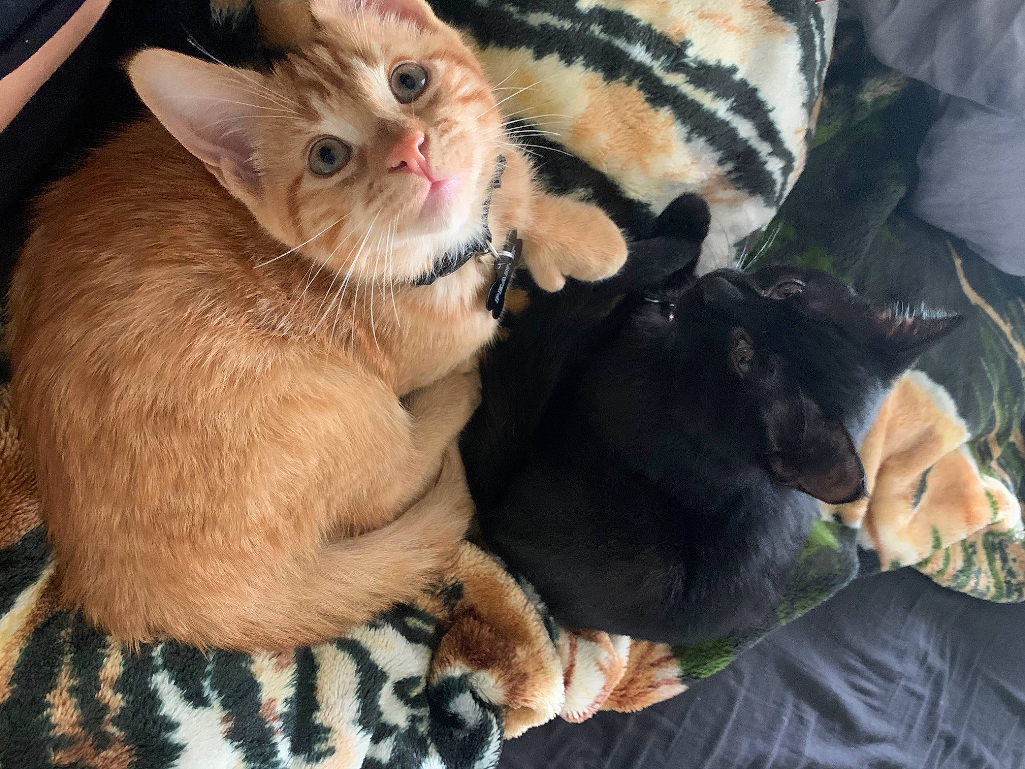 Peanut is registered to the contest to win money with this photo: bombay, carnivore, cat, cat_bed, claw, comfort, domestic_short_haired_cat, fawn, felidae, fur, lap, nap, paw, small_to_medium_sized_cats, tail, thai, whiskers