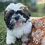 adorable, animal, brown_and_white, close_up, cute, dog, fluffy, fur, grass, happy, nature, orange_cloth, outdoor, patterned_cloth, pet, playful, puppy, sitting, tongue_out, young_dog