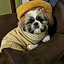 Wilson a rejoint le concours — aidez-le/la à gagner de superbes lots ! adorable, animal, beret, brown_chair, comfort, cozy, cute, dog, fashion, fluffy, fur, home, indoor, pet, portrait, puppy, relaxed, resting, small_dog, sweater