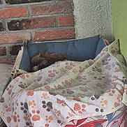 Wilson a rejoint le concours — aidez-le/la à gagner de superbes lots ! animal, blanket, brick_wall, corner, cozy, dog, dog_bed, fabric, floor_tiles, furry, home, indoor, pattern, paw_prints, pet, plush_toy, quiet, resting, sleeping, soft