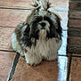 adorable, animal, black, brick_wall, brown, companion, cute, dog, domestic, fluffy, fur, hair_tuft, home, indoor, pet, quiet, sitting, small_dog, tile_floor, white