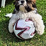 animal, chair, cute, dog, fluffy, fun, fur, grass, greenery, nature, outdoor, pet, playful, resting, small_dog, soccer_ball, summer, sunlight, towel, toy