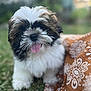 animal, close_up, cute, dog, fluffy, furry, grass, happy, nature, orange_cloth, outdoor, patterned_fabric, pet, playful, puppy, shaggy, small_dog, summer, tongue_out, young_dog