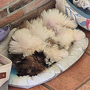 Wilson participe au concours pour gagner de l'argent avec cette photo : dog, puppy, fluffy, bed, dog_bed, brick_wall, tiled_floor, blanket, cozy, sleeping, curled_up, indoor, pet, fur, resting, animal, cute, comfortable, home, domestic