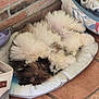 dog, puppy, fluffy, bed, dog_bed, brick_wall, tiled_floor, blanket, cozy, sleeping, curled_up, indoor, pet, fur, resting, animal, cute, comfortable, home, domestic