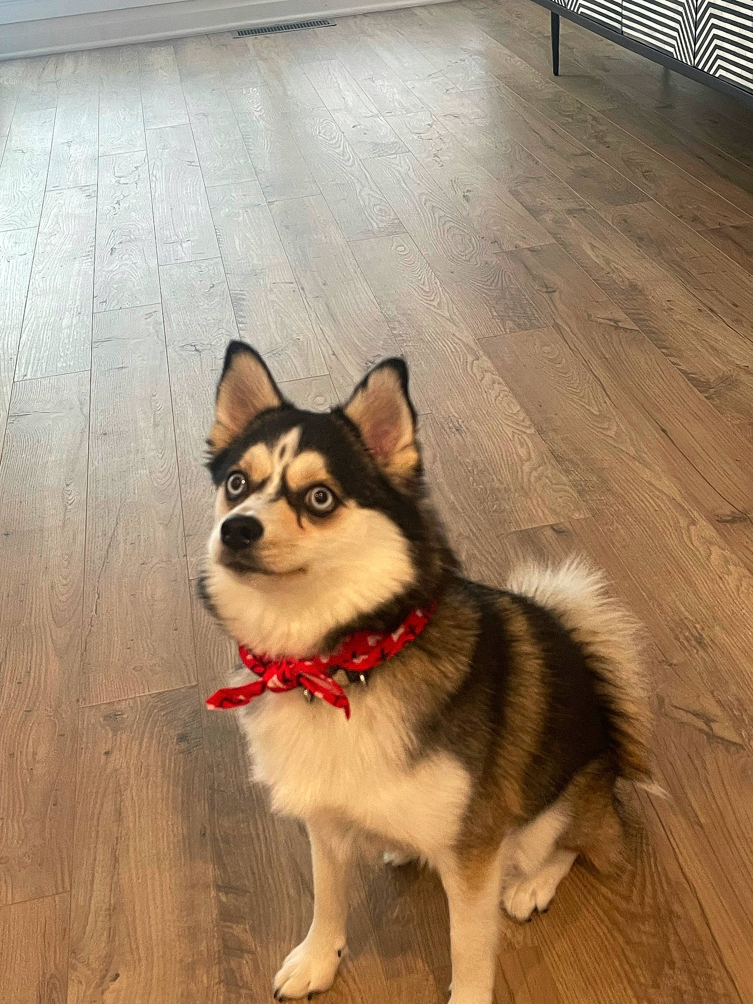 Veuve joined the competition — help win amazing prizes! canidae, carnivore, collar, companion_dog, dog, dog_breed, fawn, floor, flooring, foot, fur, hardwood, sporting_group, tail, terrestrial_animal, varnish, whiskers, wood, wood_stain, working_animal