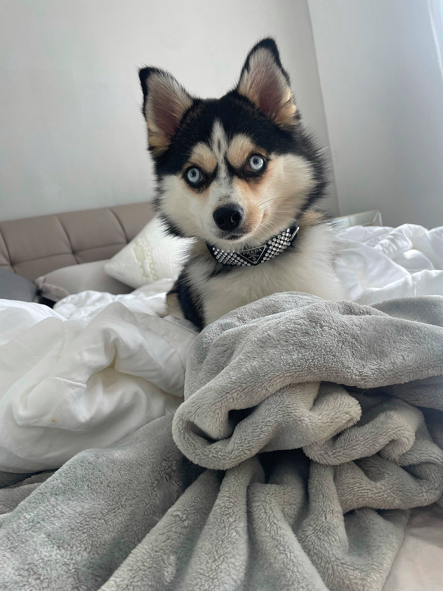 Veuve joined the competition — help win amazing prizes! bedding, canidae, carnivore, comfort, companion_dog, dog, dog_breed, fawn, fur, grey, linens, neck, pattern, sitting, sleeve, snout, terrestrial_animal, textile, whiskers, working_animal