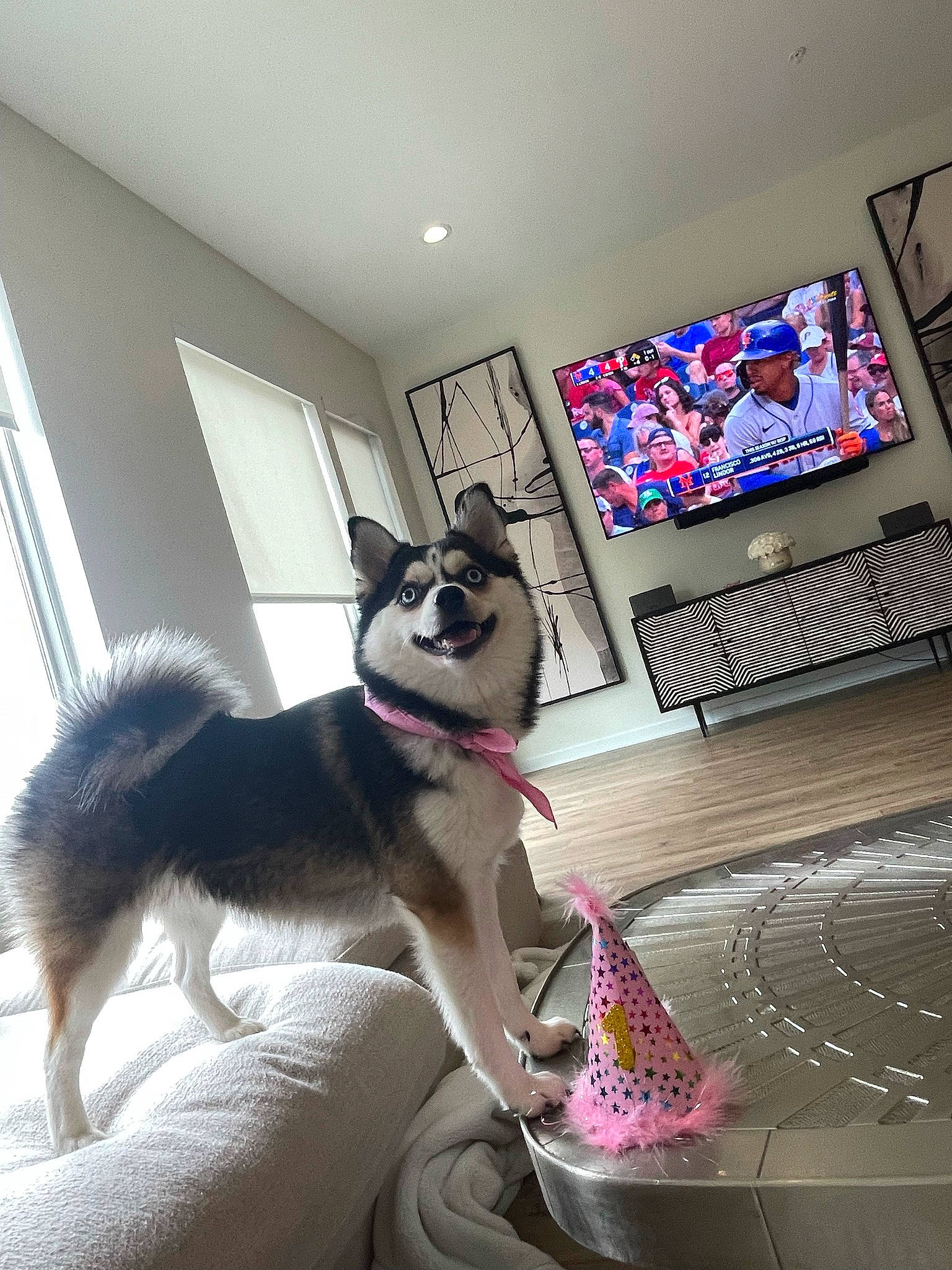 Veuve joined the competition — help win amazing prizes! carnivore, comfort, companion_dog, couch, dog, dog_breed, dog_supply, flooring, fur, interior_design, led_backlit_lcd_display, living_room, output_device, picture_frame, room, snout, tail, television, television_set, window