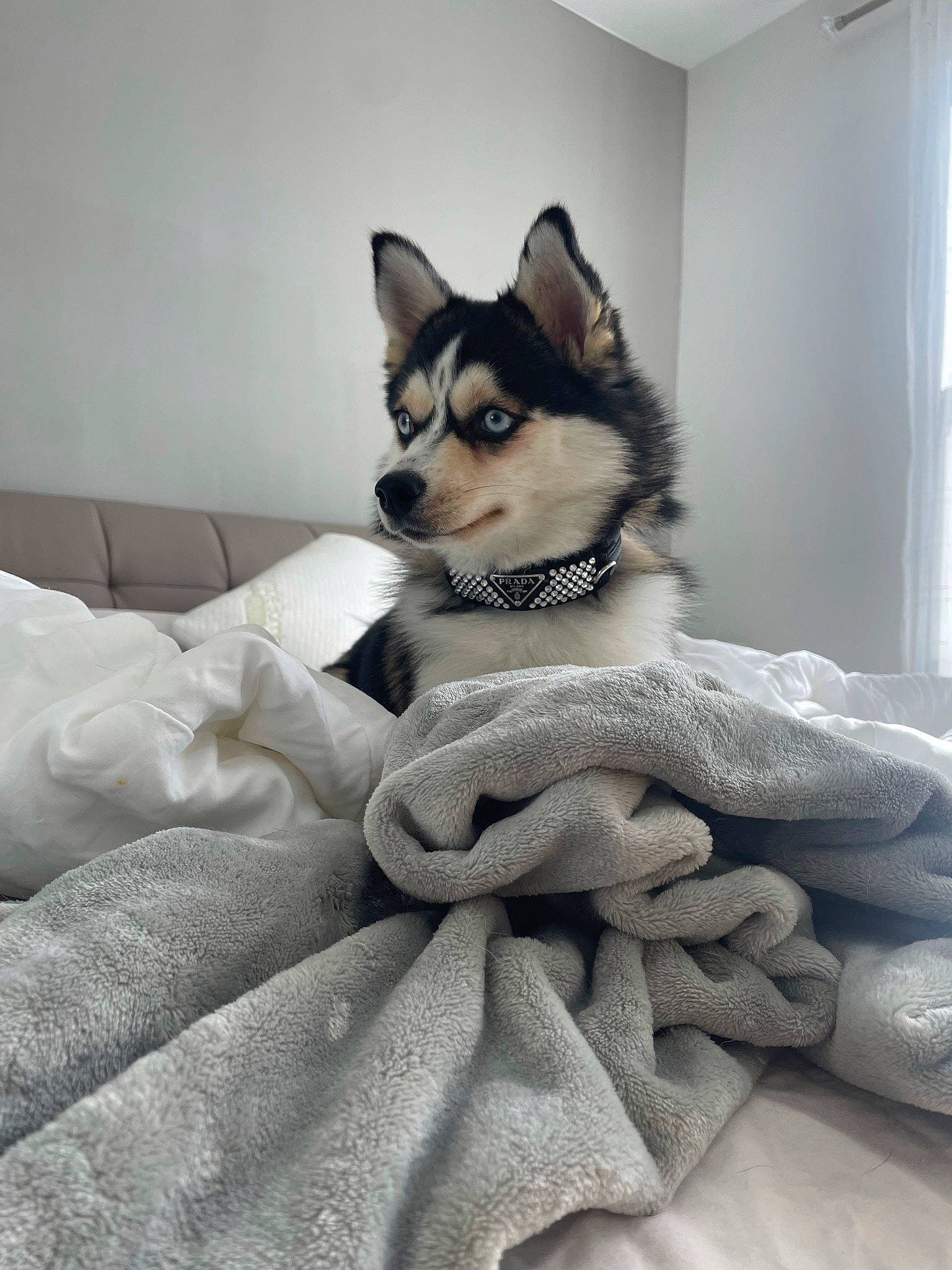 Veuve is registered to the contest to win money with this photo: bedding, carnivore, comfort, companion_dog, dog, dog_breed, fawn, felidae, fur, grey, linens, pattern, sleeve, small_to_medium_sized_cats, snout, terrestrial_animal, textile, tree, whiskers, window