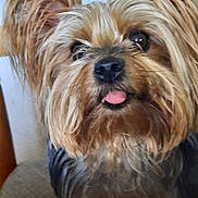 Mya participe au concours pour gagner de l'argent avec cette photo : dog, yorkshire_terrier, pet, fur, tongue_out, close_up, portrait, whiskers, brown_fur, long_hair, cute, indoor, chair, small_dog, nose, ears, companion, friendly, sitting, eye_contact