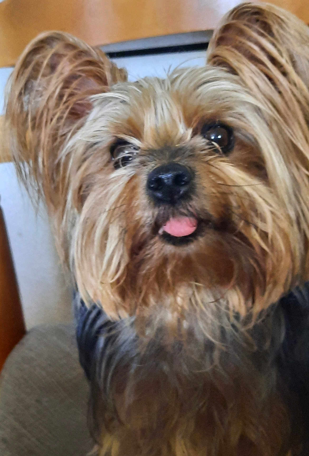 Mya participe au concours pour gagner de l'argent avec cette photo : dog, yorkshire_terrier, pet, fur, tongue_out, close_up, portrait, whiskers, brown_fur, long_hair, cute, indoor, chair, small_dog, nose, ears, companion, friendly, sitting, eye_contact