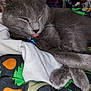 cat, gray_cat, sleeping, tongue_out, crossed_paws, pet, feline, close_up, fur, whiskers, collar, blue_tag, cozy, indoor, blanket, white_cloth, resting, cute, animal, domestic_cat