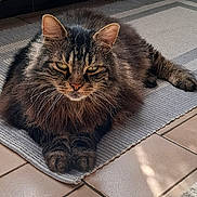 Marley a rejoint le concours — aidez-le/la à gagner de superbes lots ! cat, tabby, fluffy, pet, animal, indoor, rug, striped_rug, floor, tile_floor, relaxed, sunlight, feline, whiskers, ears, paws, fur, closeup, domestic_cat, mammal