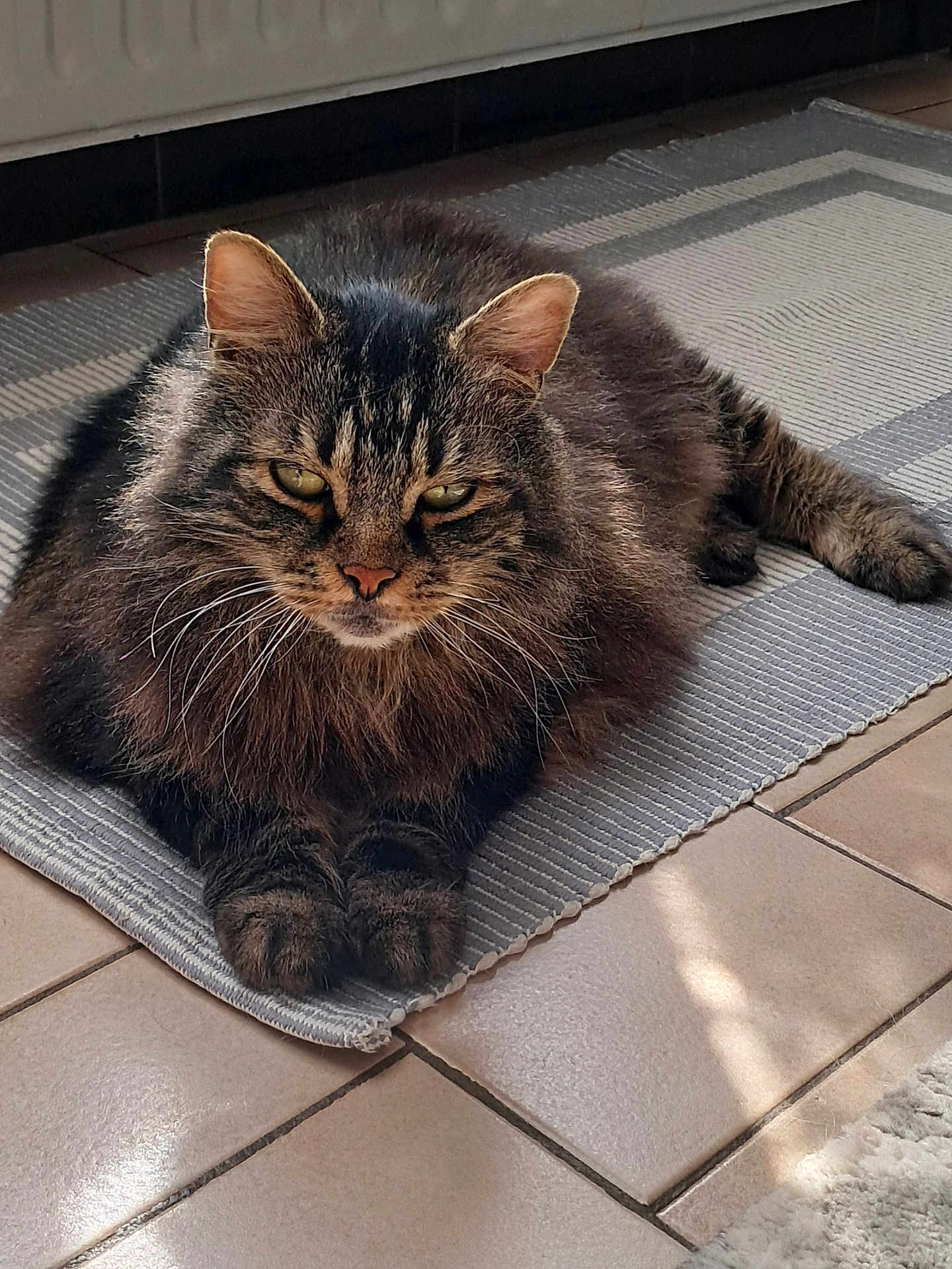 Marley a rejoint le concours — aidez-le/la à gagner de superbes lots ! cat, tabby, fluffy, pet, animal, indoor, rug, striped_rug, floor, tile_floor, relaxed, sunlight, feline, whiskers, ears, paws, fur, closeup, domestic_cat, mammal