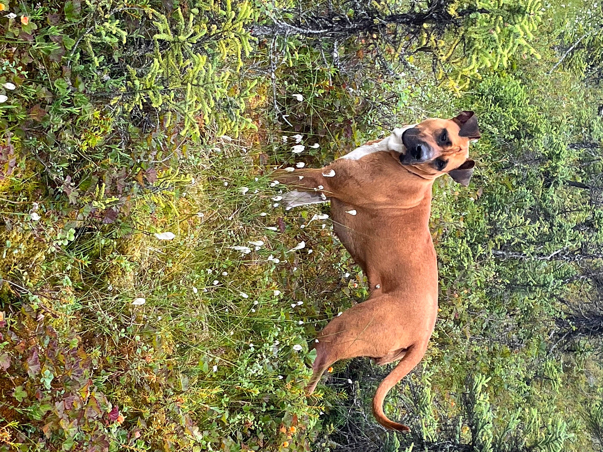 Punkin is registered to the contest to win money with this photo: canidae, carnivore, companion_dog, dog, dog_breed, fawn, felidae, grass, grassland, hunting_dog, plant, sporting_group, sunglasses, tail, terrestrial_animal, tree, trunk, whiskers, wildlife